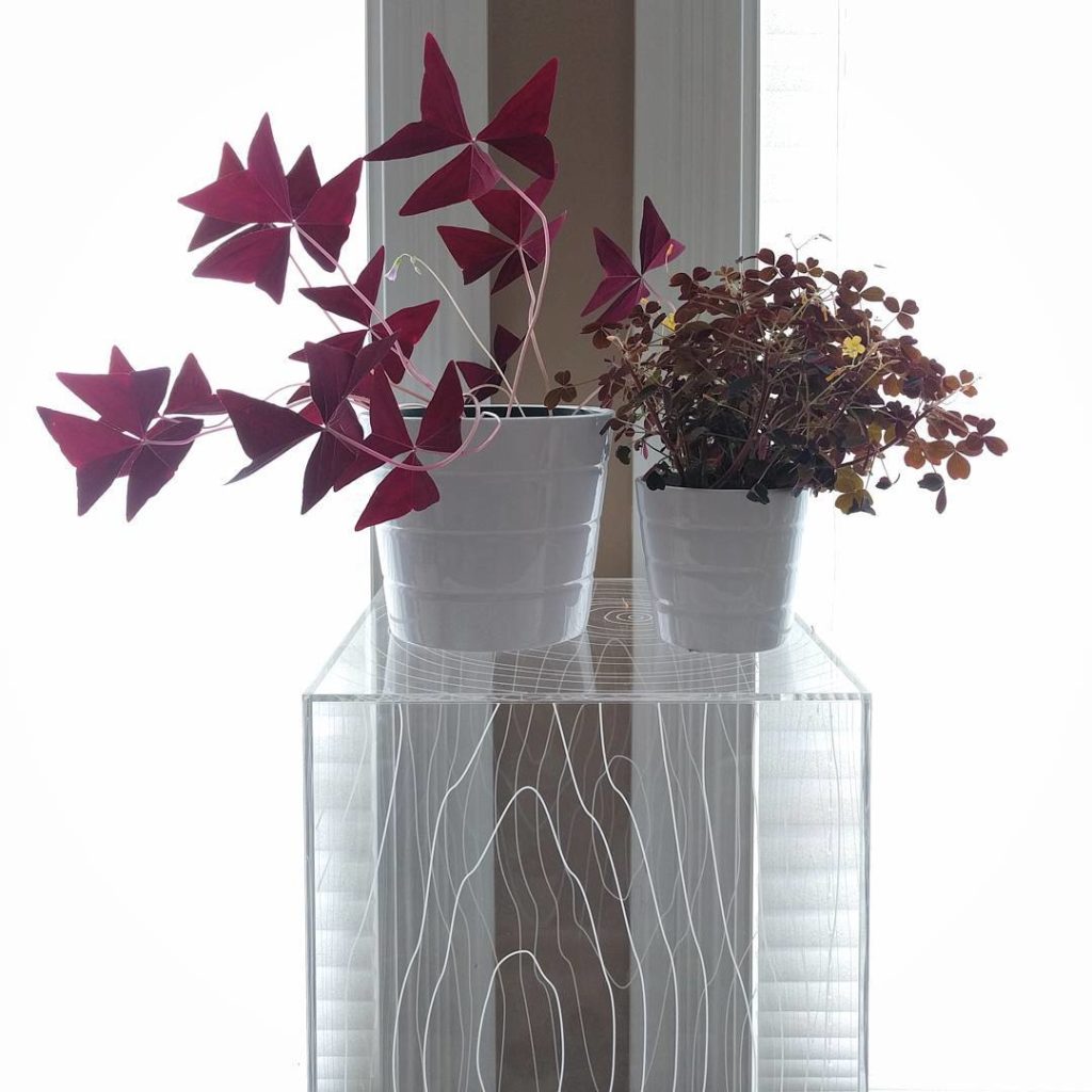 @houseplantjournal: New plant: found this Oxalis vulcanicola ‘burgundy’ last weekend in Kingston (Ri…