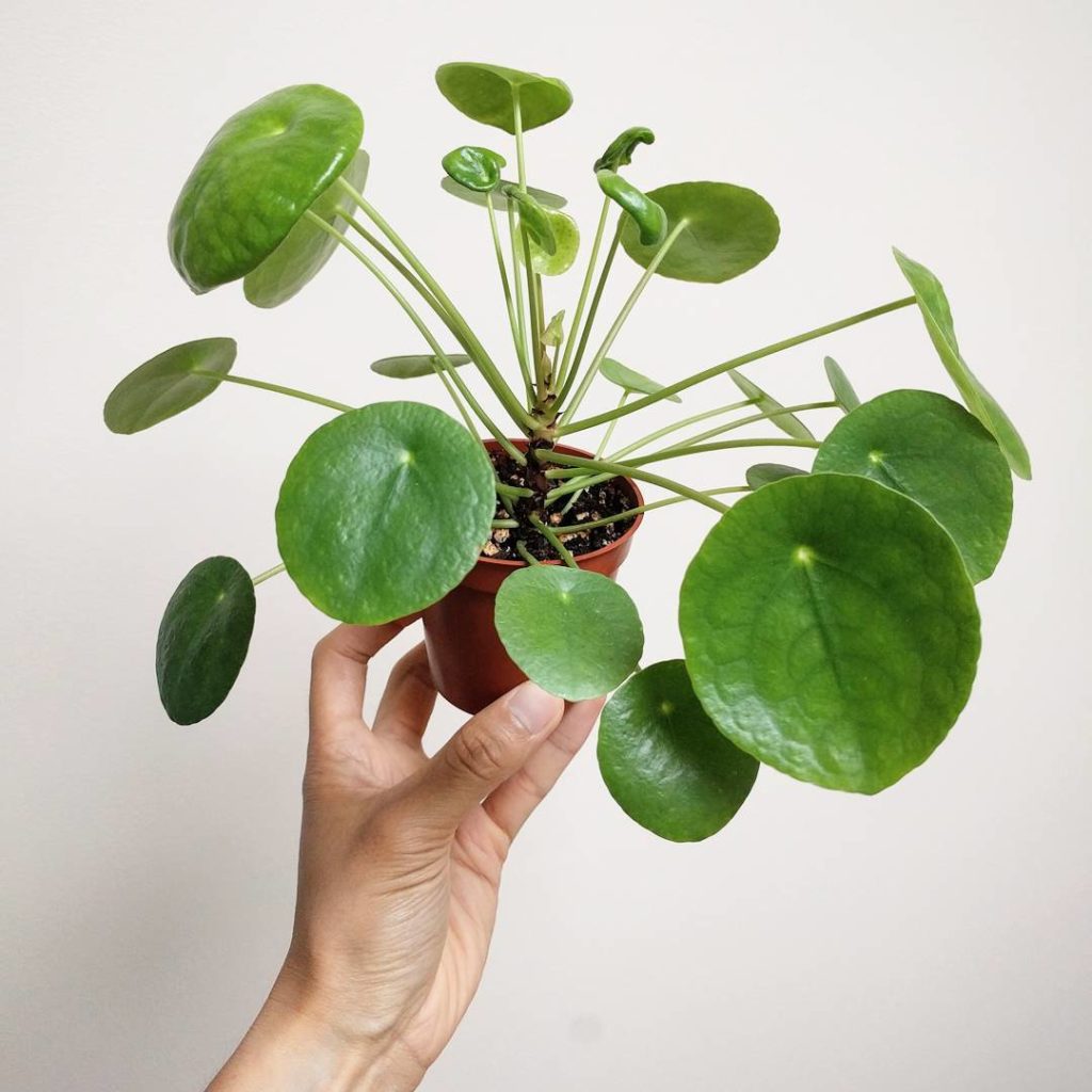 @houseplantjournal: 1) my phone has quite a wide lens, distorting the apparent size of these pilea l…