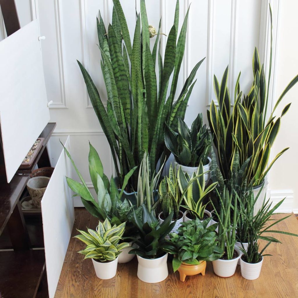 @houseplantjournal: Photography tip: white foam boards are the cheapest, most effective way to refle…