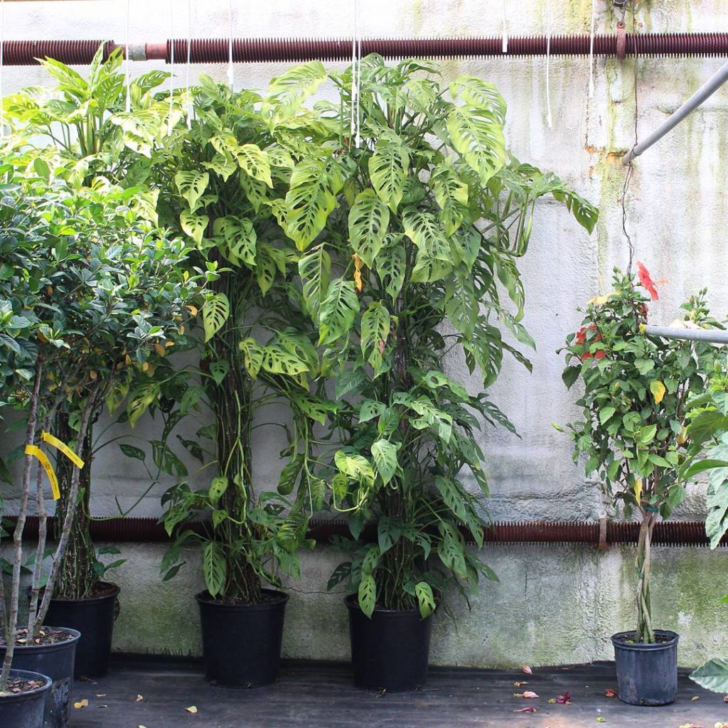 @houseplantjournal: A monstrous Monstera adansonii (hibiscus bush for scale)
~
~
#monstera #monstera…