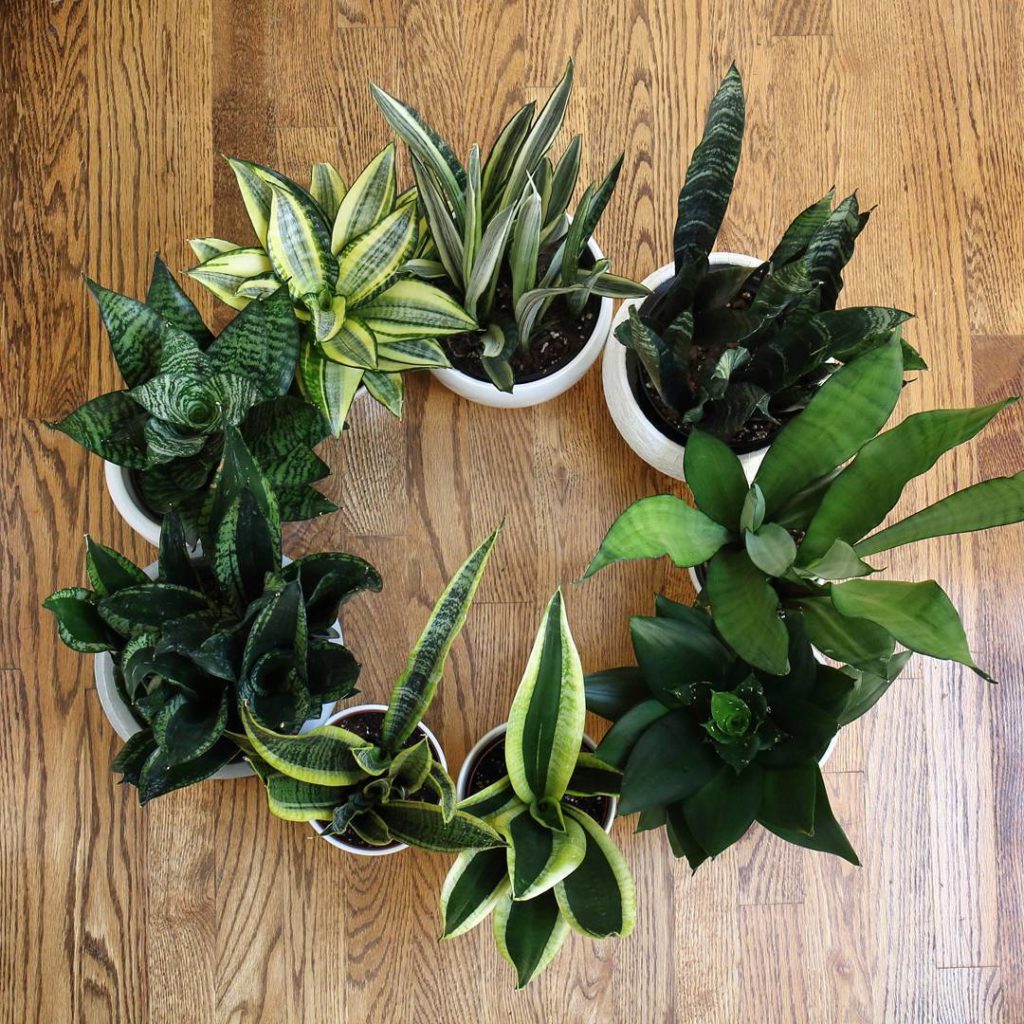 @houseplantjournal: #sansevieriasunday – playing a game of variegation roulette
~
~
#sansevieria #sn…