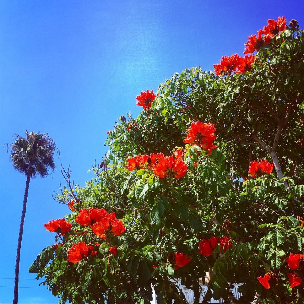 @thehorticult: Beautiful here in SoCal, but African tulip trees are highly invasive! — In Hawai…
