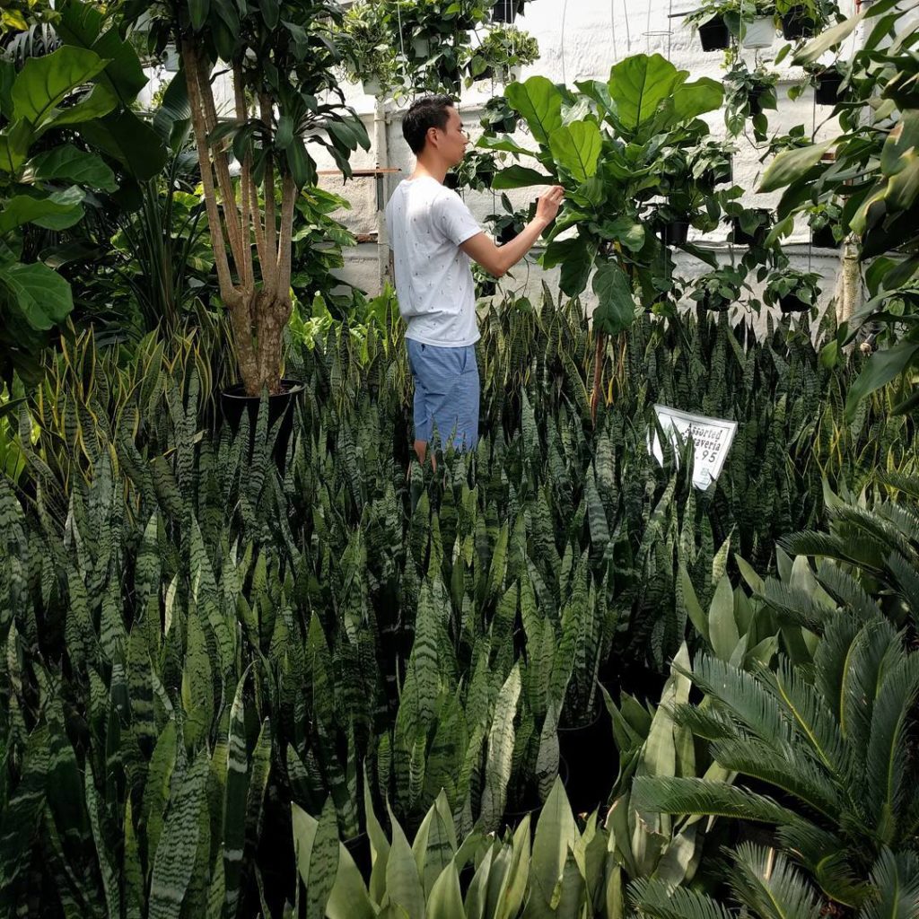 @houseplantjournal: Wading through a sea of Sansevieria to visit a fiddle leaf fig
~
~
#sansevieria …