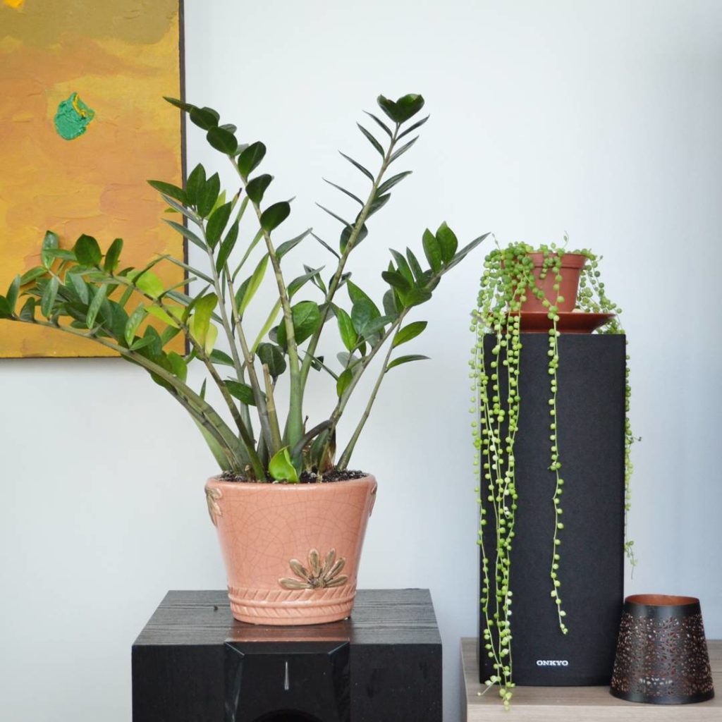 @houseplantjournal: Not my plants! But I should ask my friend how he kept his string of pearls growi…