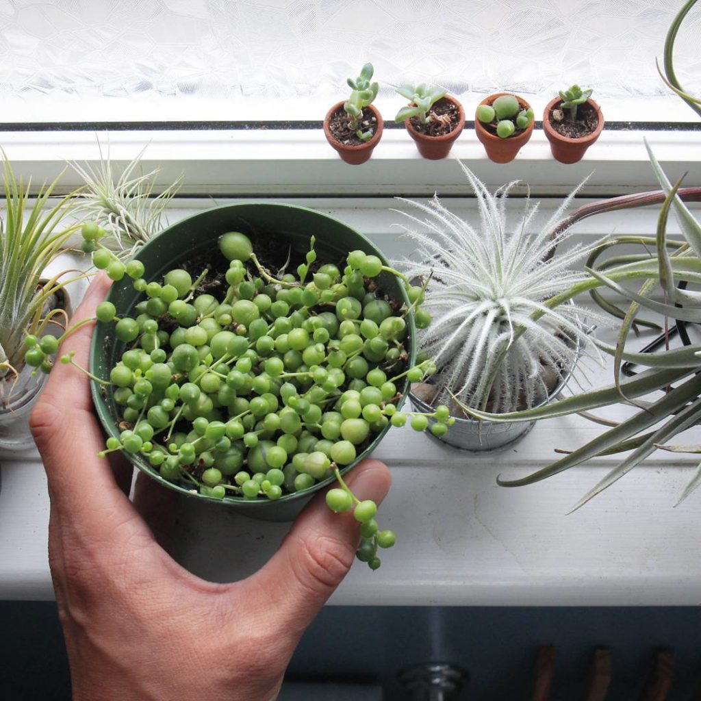 @houseplantjournal: One month in for String of Pearls parenting – seeing lots of new growing tips. W…