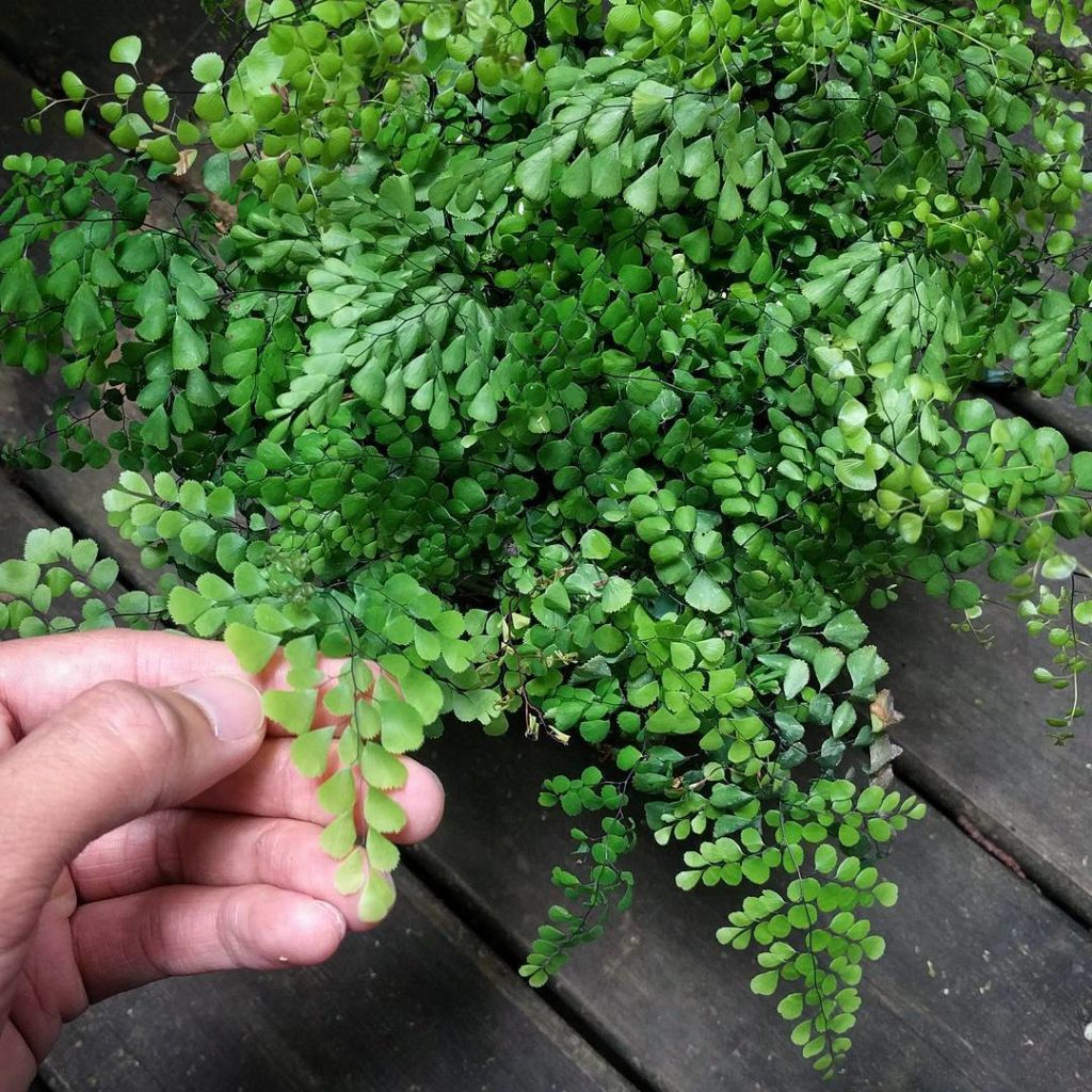 @houseplantjournal: There’s a Himalayan Maidenhair fern? Very nice! (not my plant, belongs to @teeny…