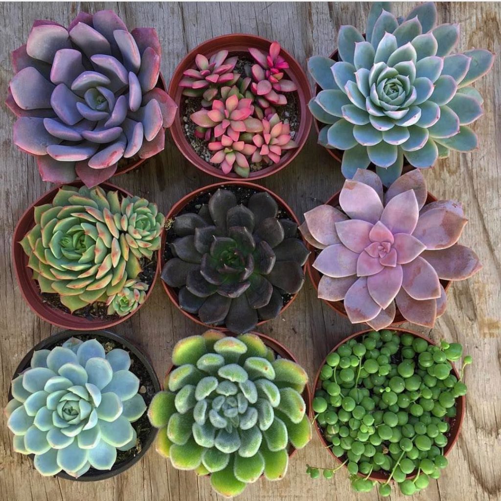 @fairyblooms: HUGE GIVEAWAY!! Win 9 medium sized @fairyblooms succulents for you and a friend …