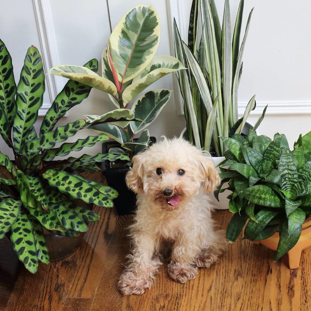 @houseplantjournal: Very FAQ: is this plant safe for pets?
Answer: let me Google that for you.
Snark…