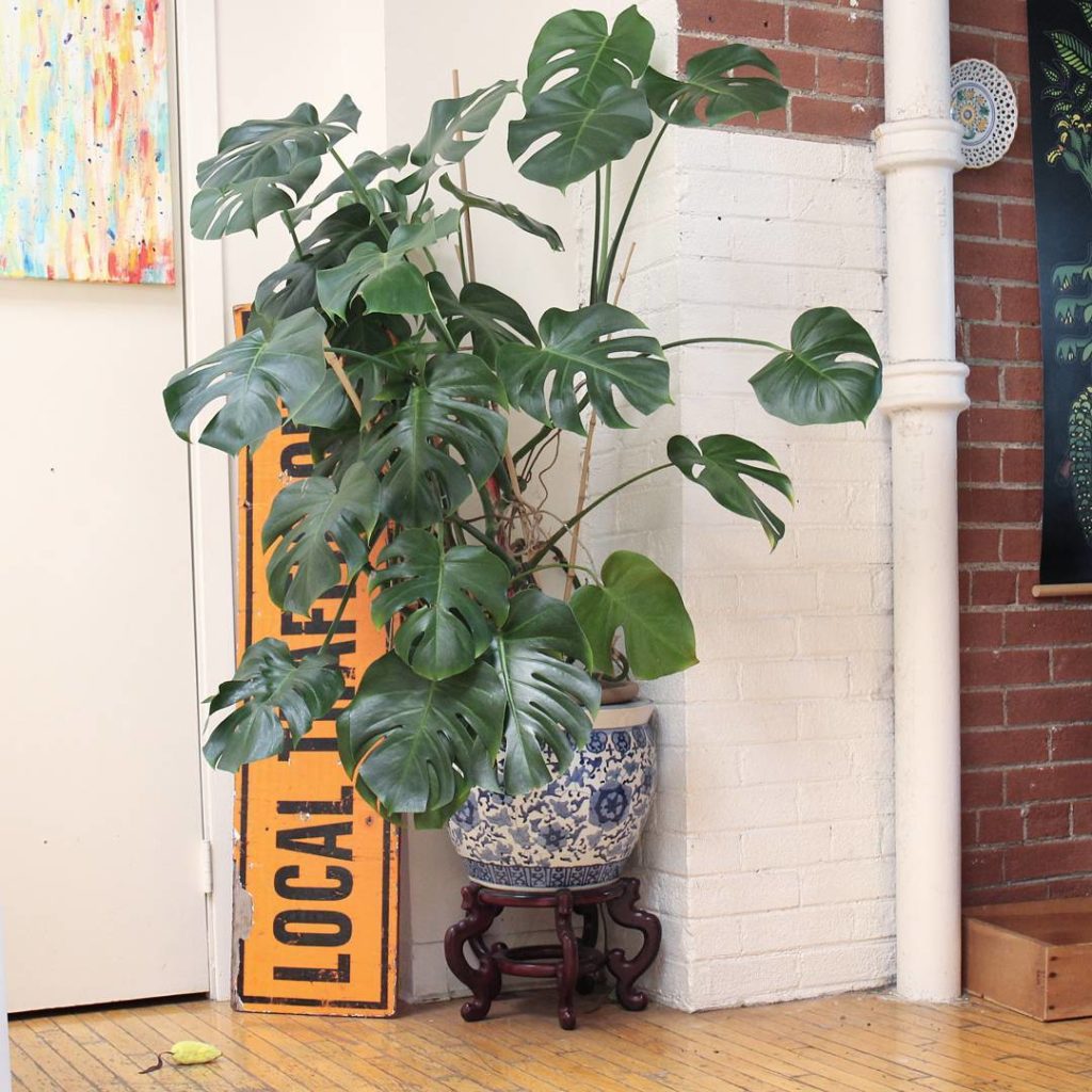 @houseplantjournal: Nice to meet you, Joe & Alisa’s monstera!
~
~
#monstera #monsteradeliciosa #mons…