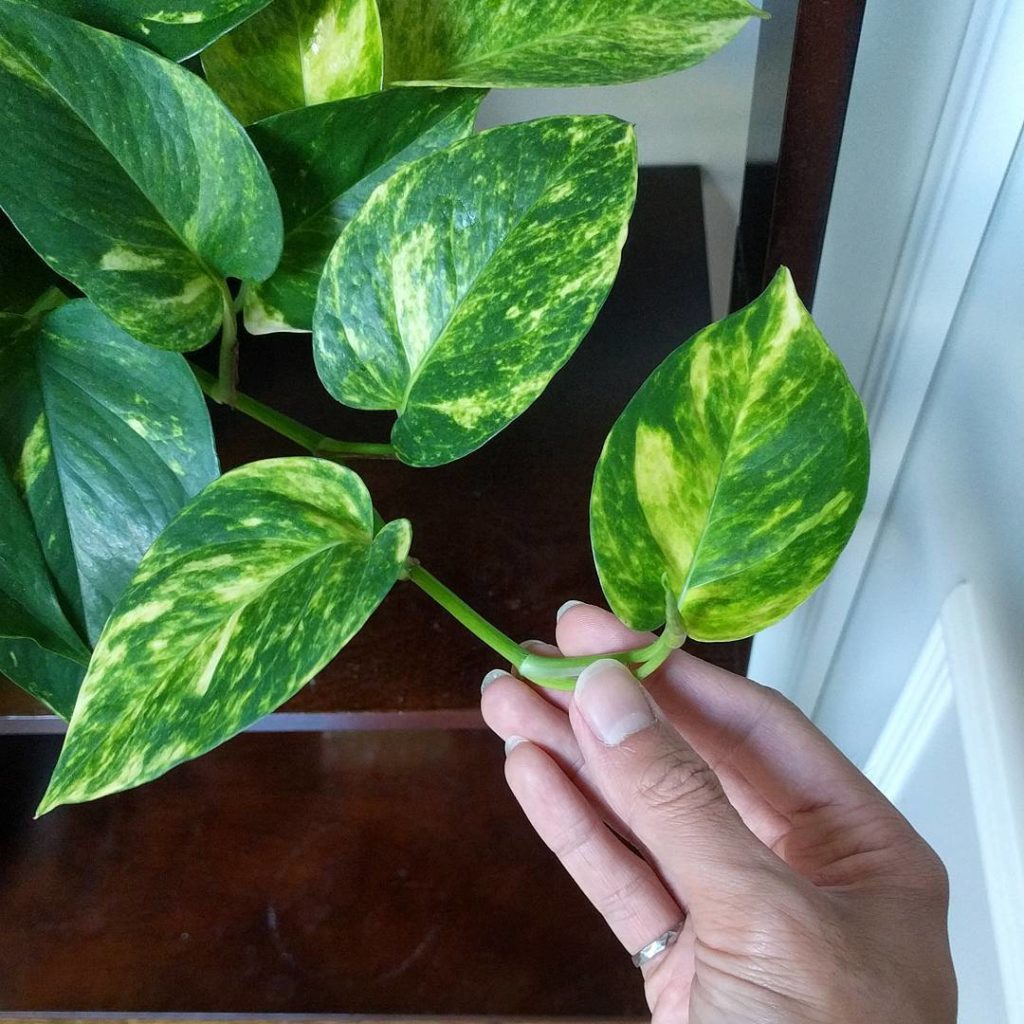 @houseplantjournal: Bright indirect light has encouraged wonderful variegation on this golden pothos…