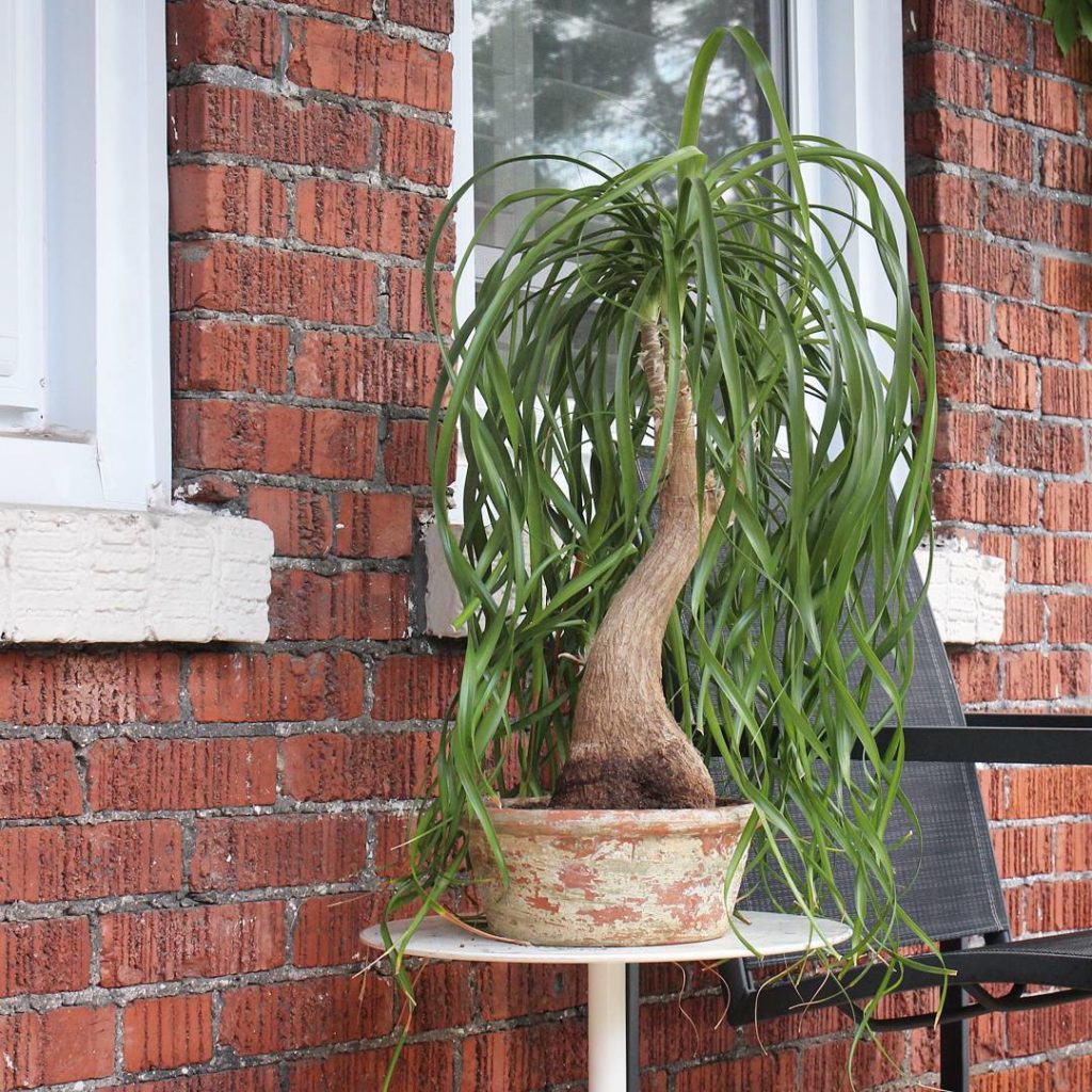 @houseplantjournal: “You know I wish that I had Jesse’s palm…”
~
~
#ponytailpalm #plantparenthood…