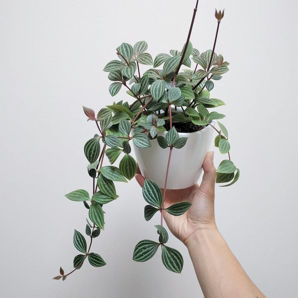 @houseplantjournal: My Peperomia puteolata has been growing well sitting just under my skylight, get…