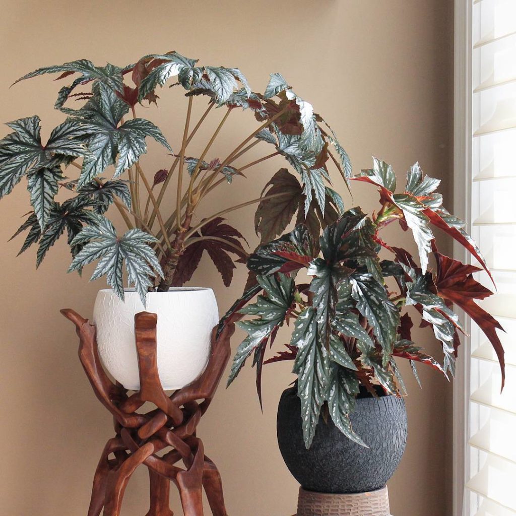 @houseplantjournal: Participating in #begoniamonday because I’ve just started a collection! (left: G…