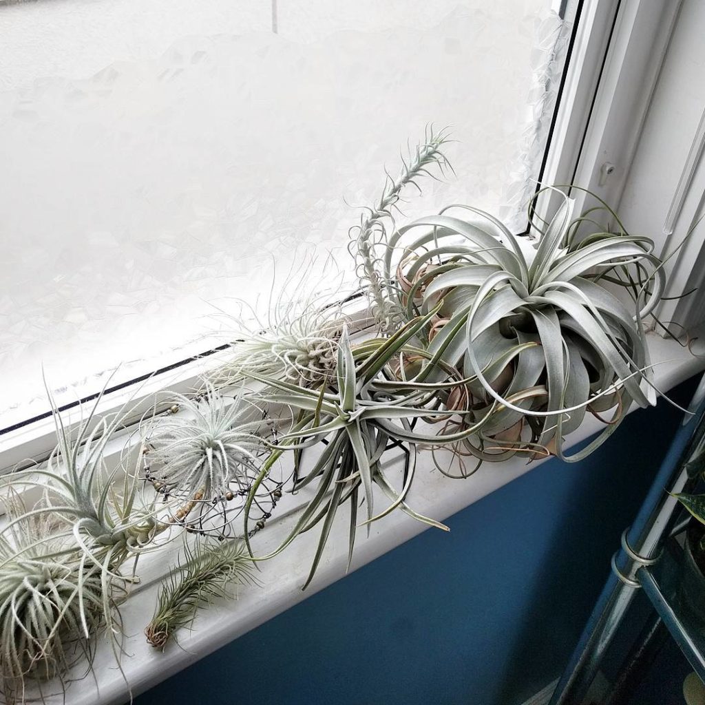 @houseplantjournal: Think about this: can an amazing chef prepare a great meal using rotten ingredi…