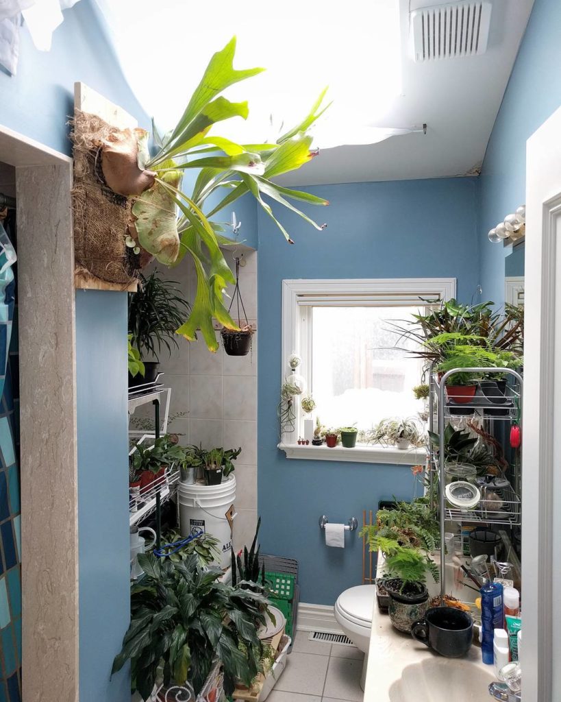 @houseplantjournal: Lifestyle FAQ: I shower in the shower stall to the left of the staghorn fern. Th…