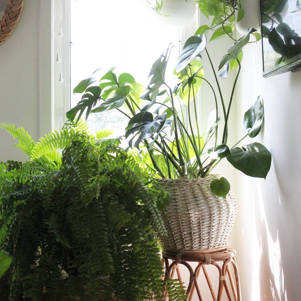 @houseplantjournal: #monsteramonday – I visited the happy monstera belonging to Jeannie @studioplant…