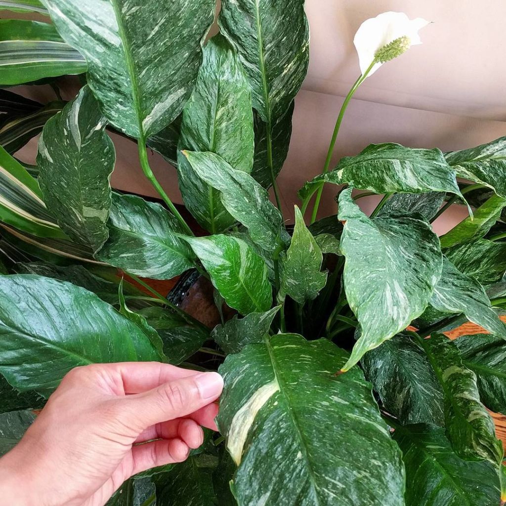 @houseplantjournal: Thanks @costafarms for making my variegated peace lily dreams come true! It has …