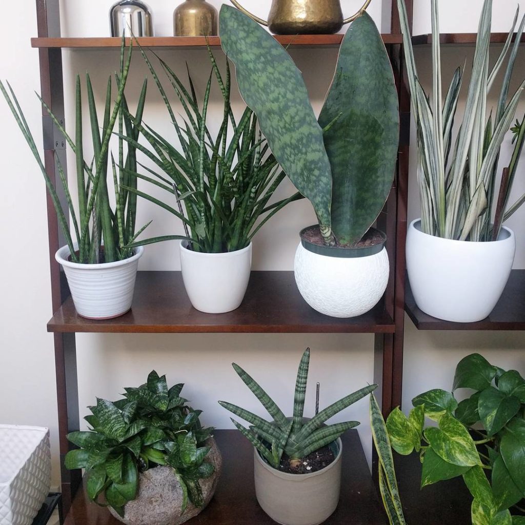 @houseplantjournal: Question: do you prefer the Whale Fin snake plant together or should I separate …