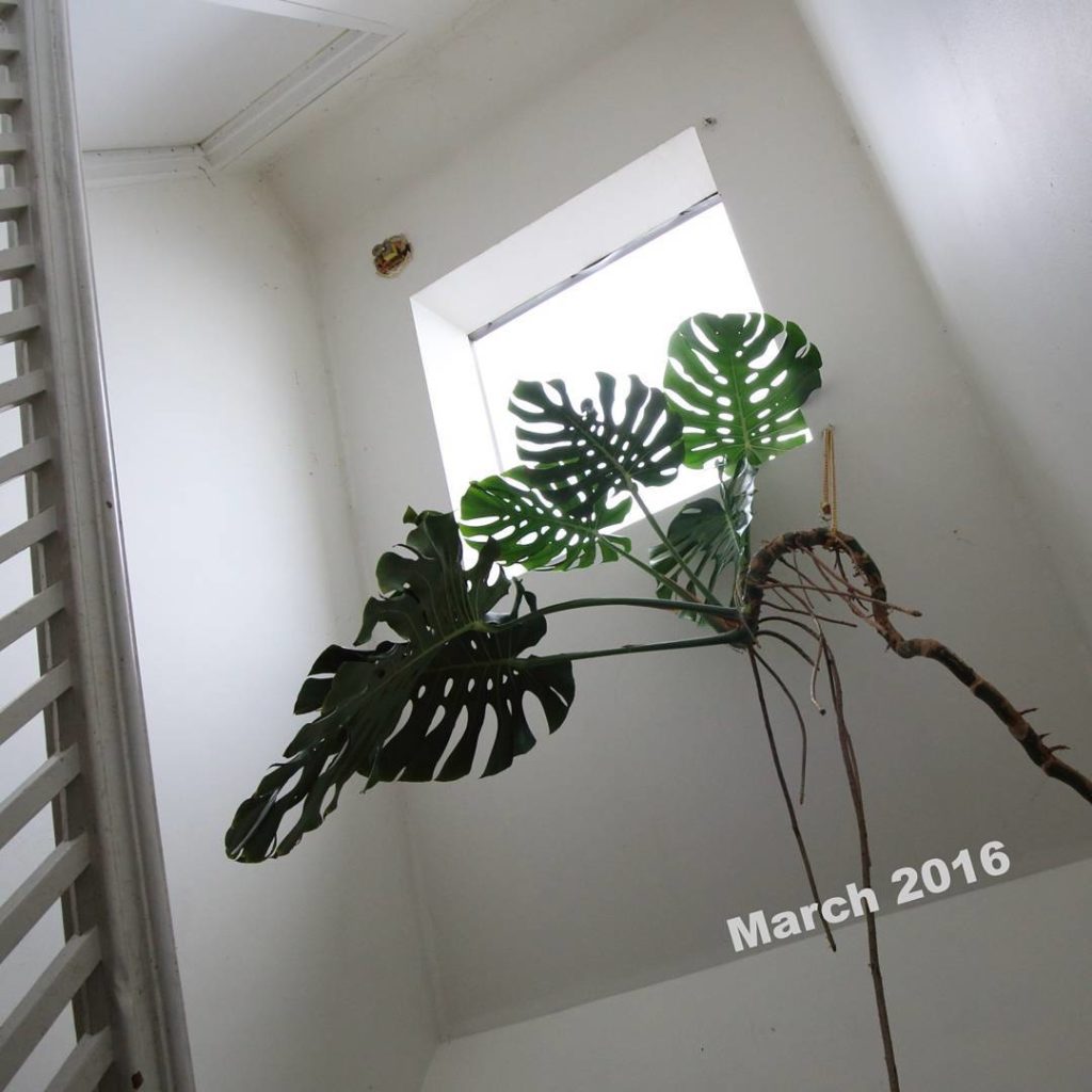 @houseplantjournal: #tbt following up with my friend’s most impressive monstera after a year and a h…