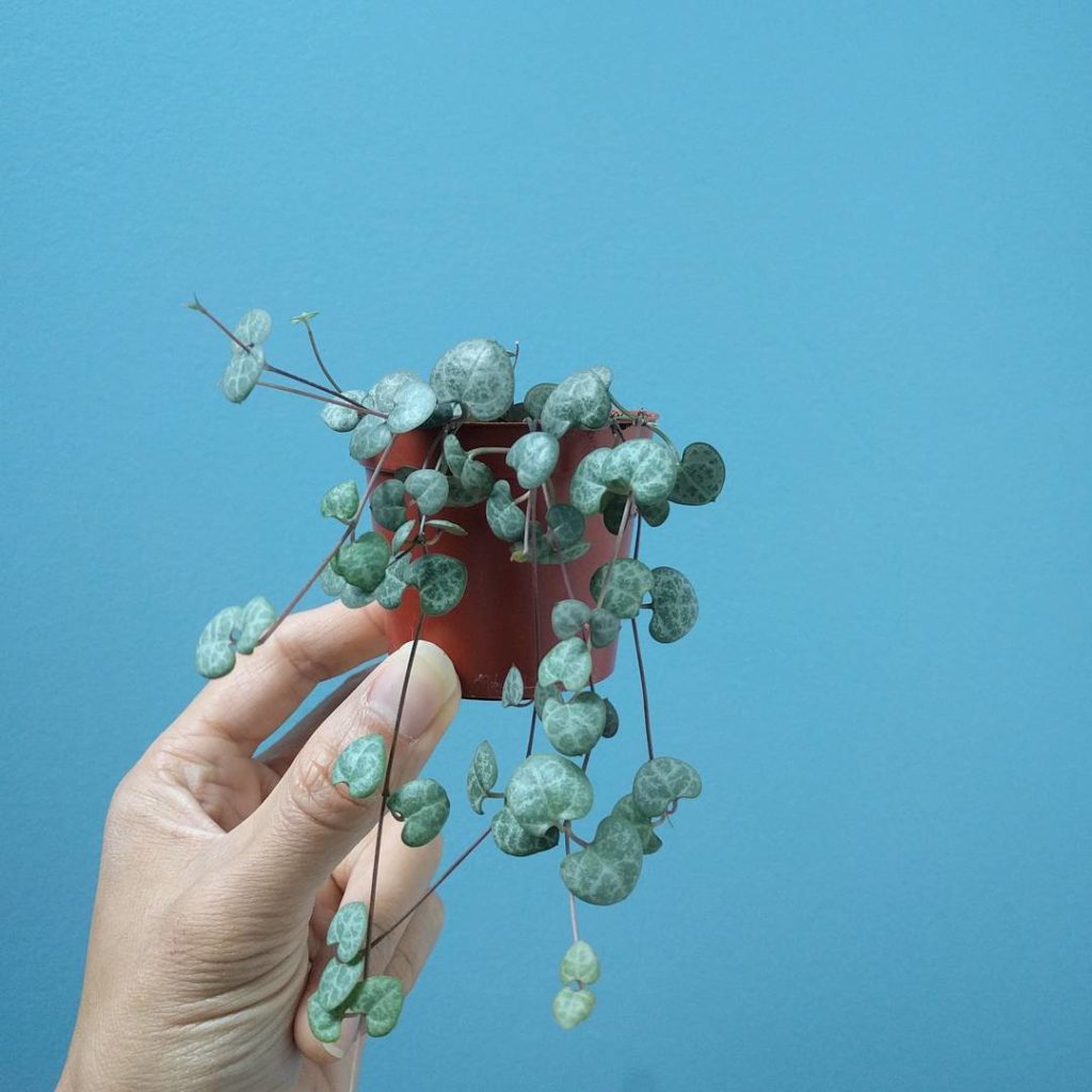 @houseplantjournal: Ceropegia woodii (String of hearts) report – the vines have adjusted well to tha…