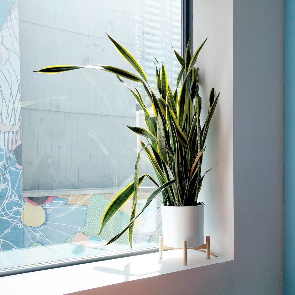 @houseplantjournal: What people write: “snake plants thrive in low light”
~
What you should think: “…