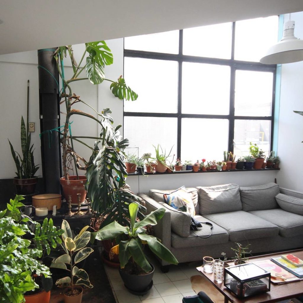 @houseplantjournal: Claire’s space: light-filled = plant-filled! 2: @cla1revoyant with Poppy and me…