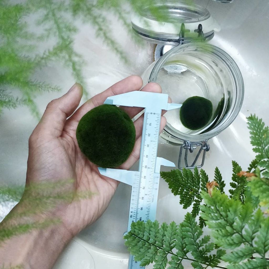 @houseplantjournal: Marimo ball progress report – Oct. 5, 2017 – the big one has grown to 59 mm in d…