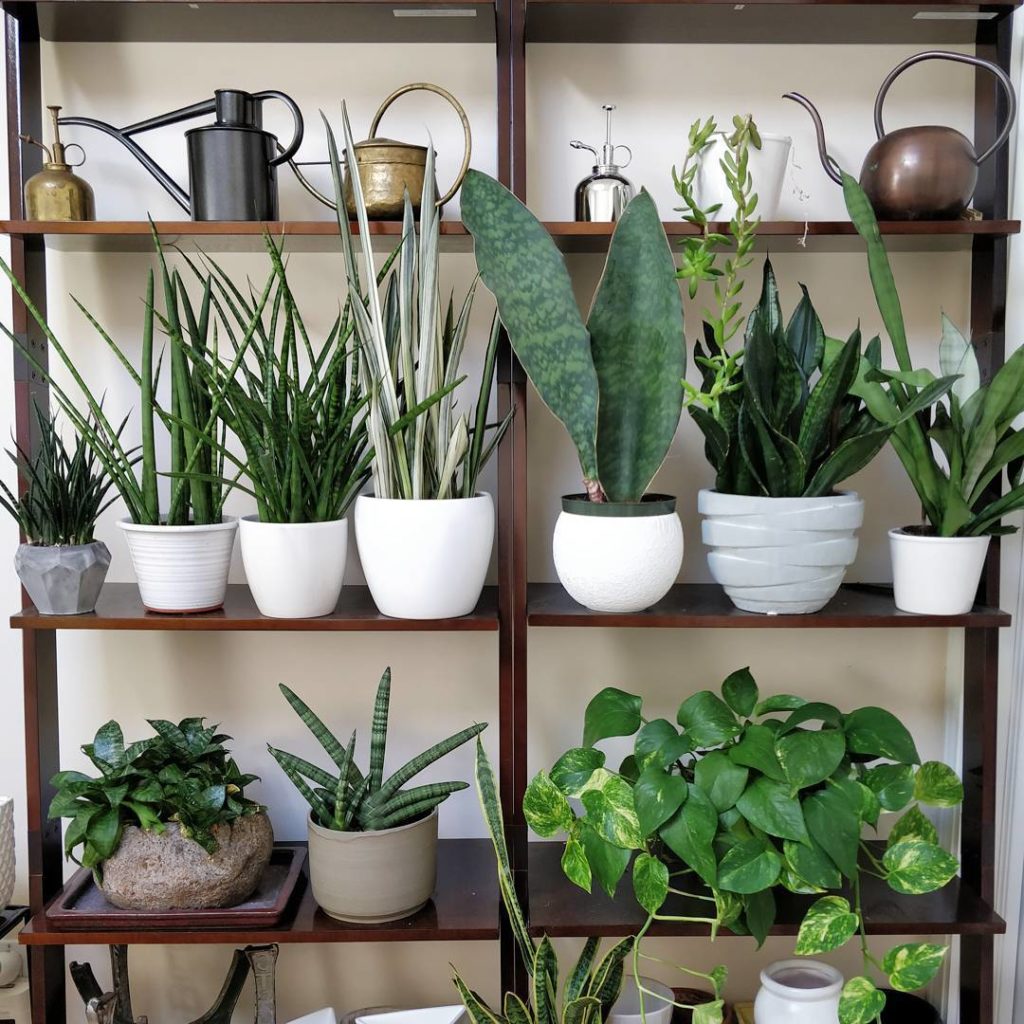 @houseplantjournal: #sansevieriasunday and #plantshelfie
~
~
#houseplants #plantlove #foliage #indoo…