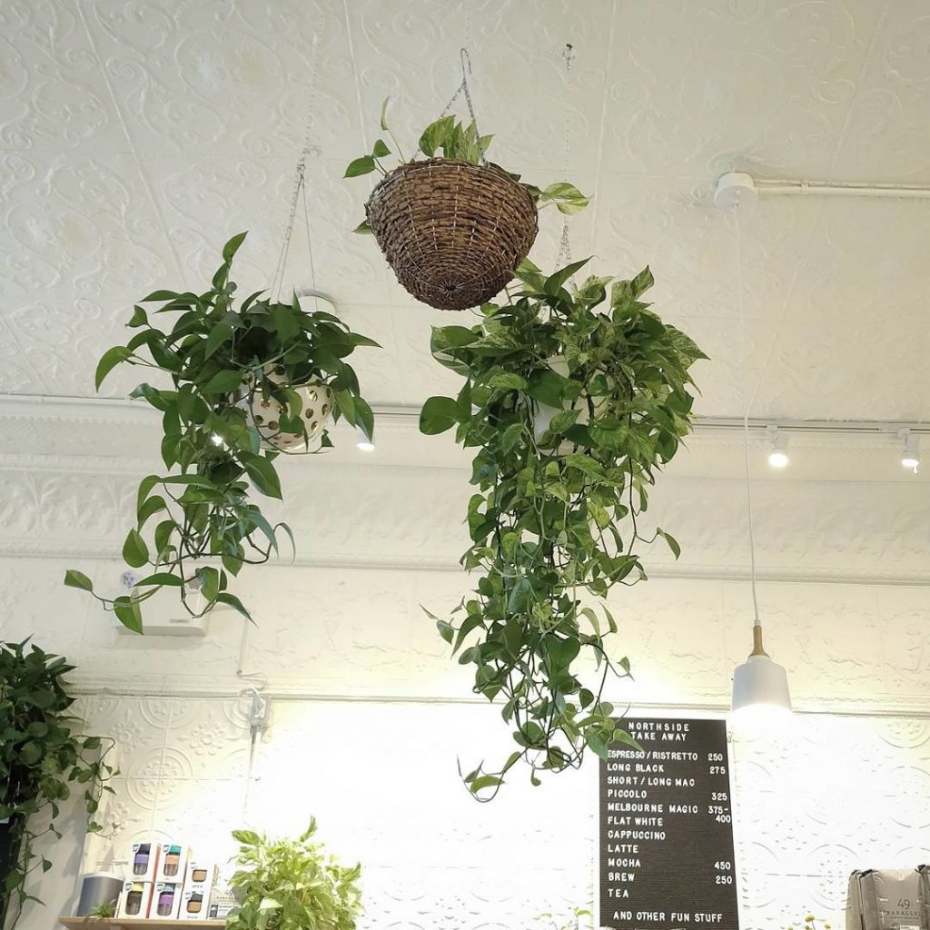@houseplantjournal: If you plant it, I will come (Avo Smash is also addictive)
~
~
#kingstonontario …