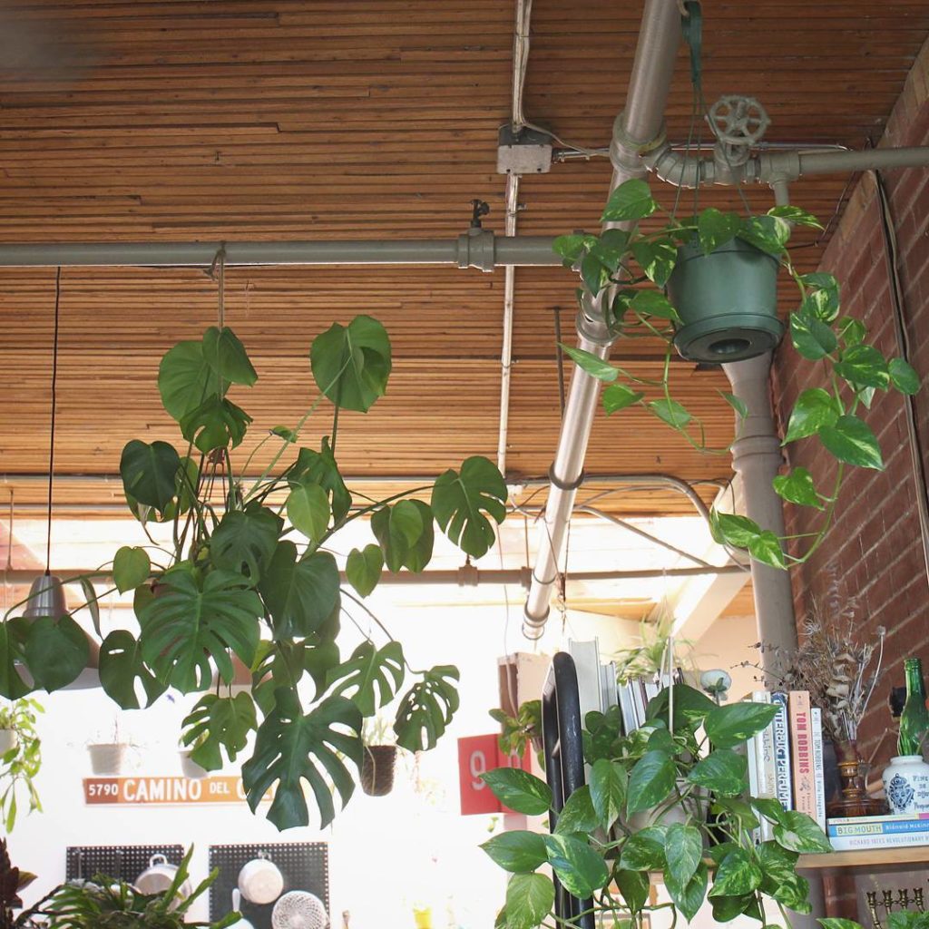 @houseplantjournal: From the overexposed background, you can clearly see that these plants grow hap…