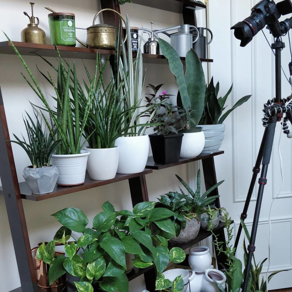 @houseplantjournal: More time lapses on the way! Hey @kellygrows, what’s this plant you gave to @tee…