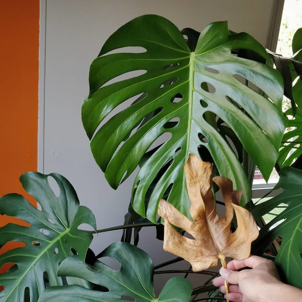 @houseplantjournal: Ways of Plant Parenthood – You can happily say goodbye to older leaves if (in or…