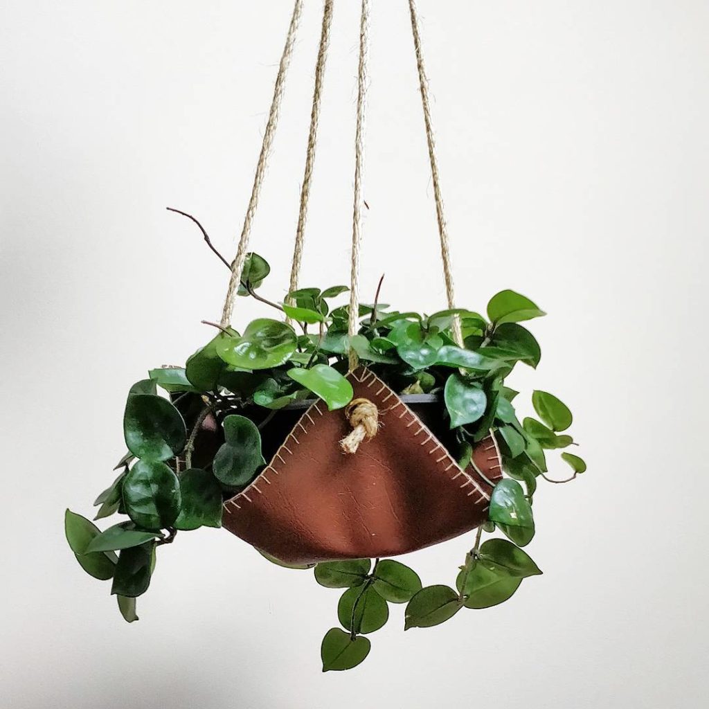 @houseplantjournal: My hoya enjoying The Pouch (vegan leather!) by @macandvine – thanks, Kim!
~
~
#h…
