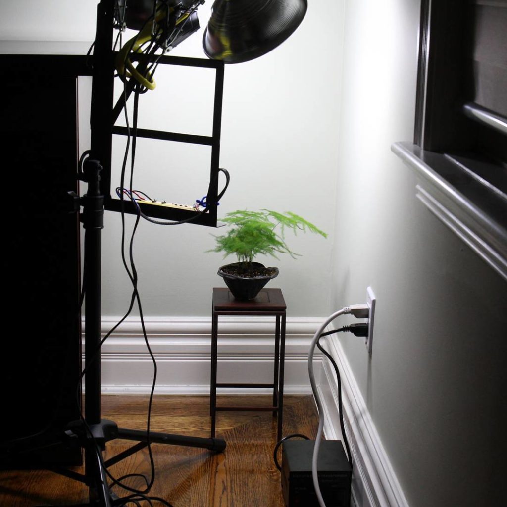 @houseplantjournal: #sponsored I’m teaming up with OSRAM Opto Semiconductors (@osramglobal) to test …