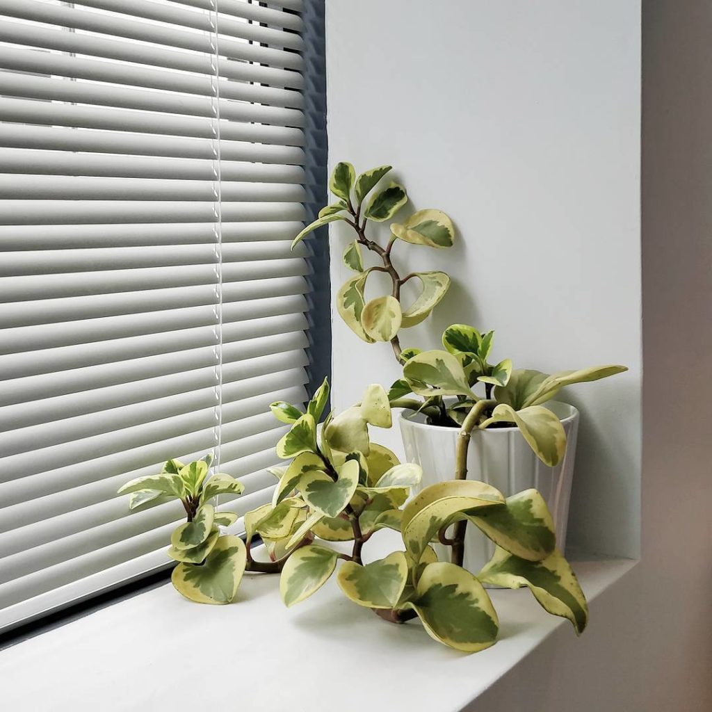 @houseplantjournal: Old plants gain character when they have fully adjusted to their environment. Th…