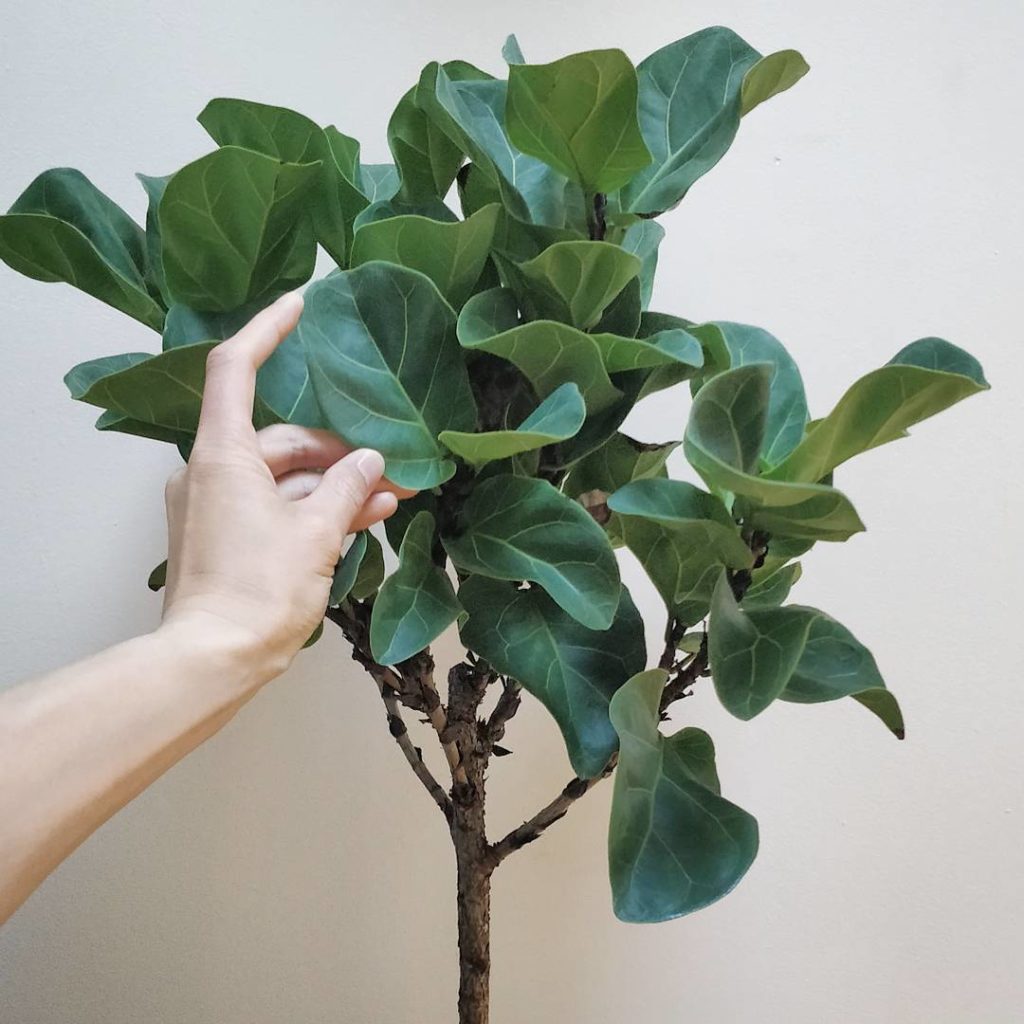 @houseplantjournal: Joining my plant friends @alina.fassakhova and @leighkiyoko for #FLFfriday, here…