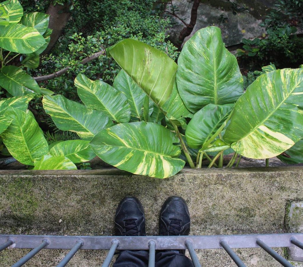 @houseplantjournal: Would you recognize a golden pothos at its full potential? #tbt when I spent a d…