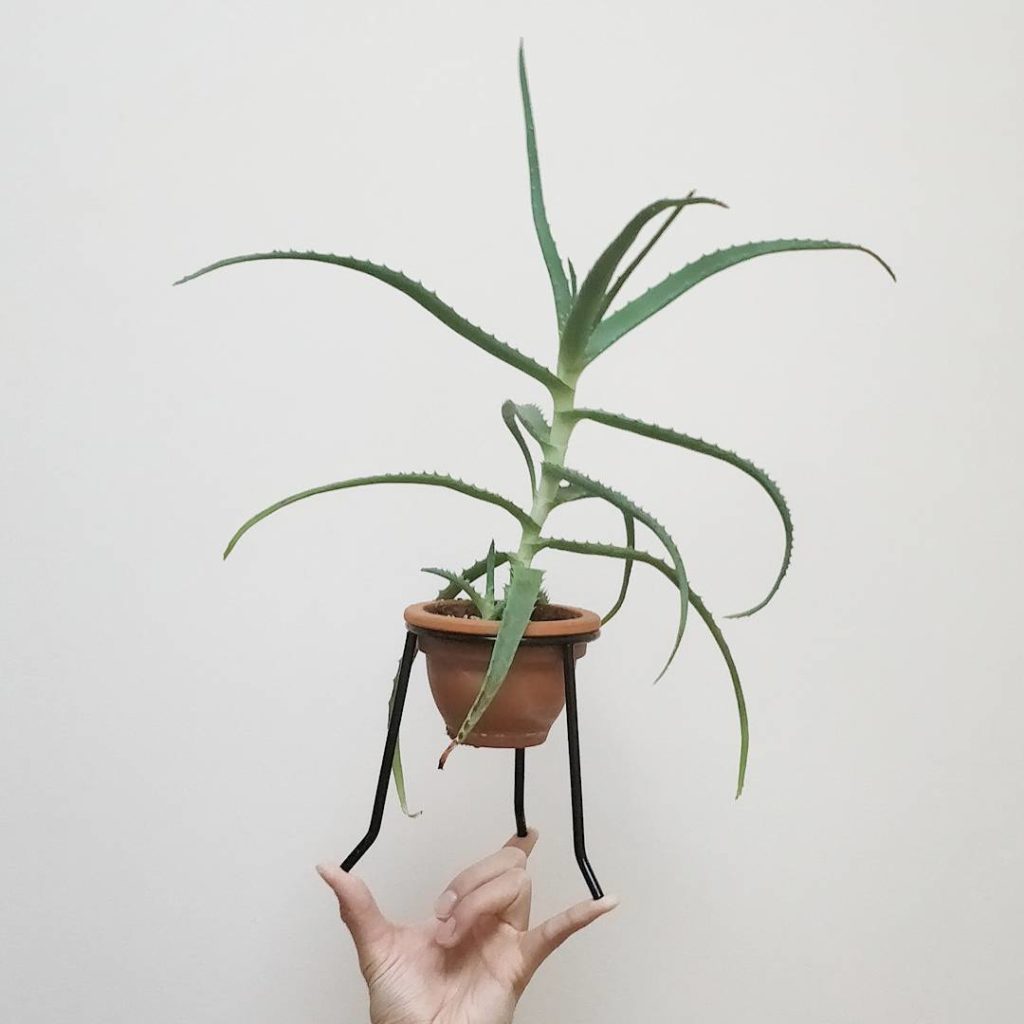@houseplantjournal: What if we applied #effyourbeautystandards to plants?  Don’t you be saying that …