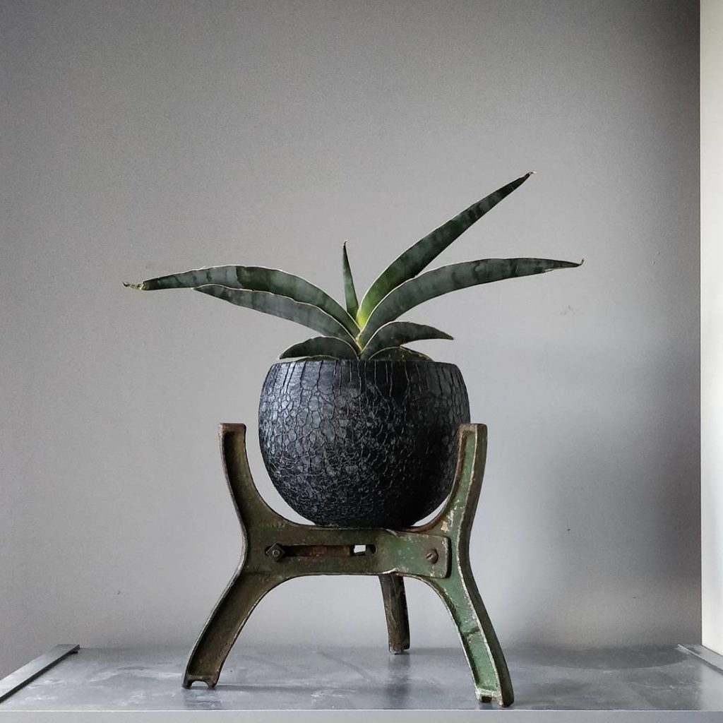 @houseplantjournal: So I personally preferred the black pot but did agree that a stand was necessary…