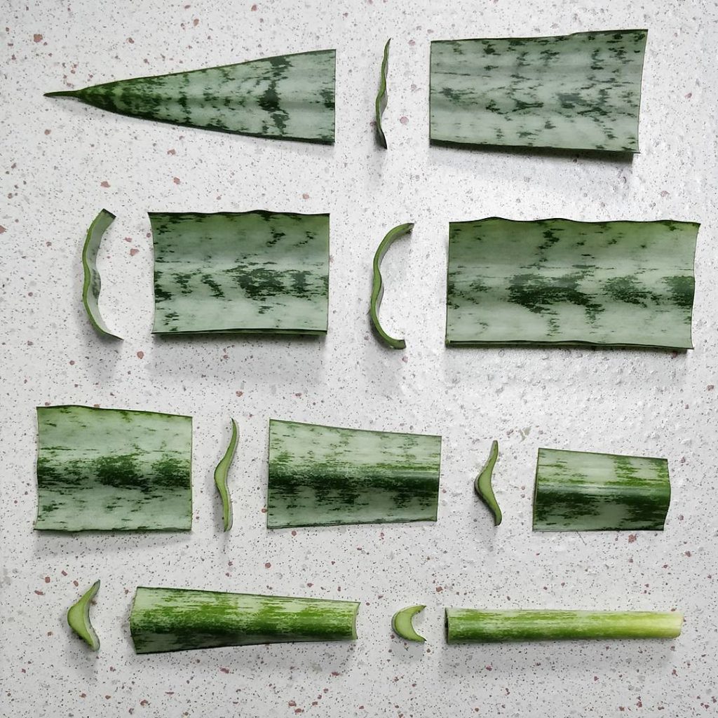 @houseplantjournal: Study of Sansevieria trifasciata leaf cross sections (the leaf broke off while I…