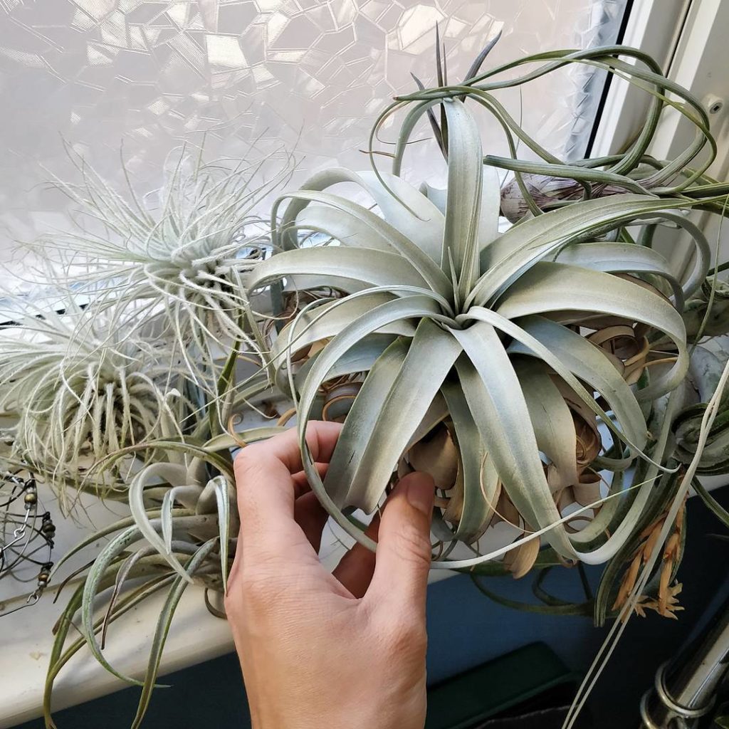 @houseplantjournal: Does it matter how good your cooking skills are if you start with rotten ingredi…