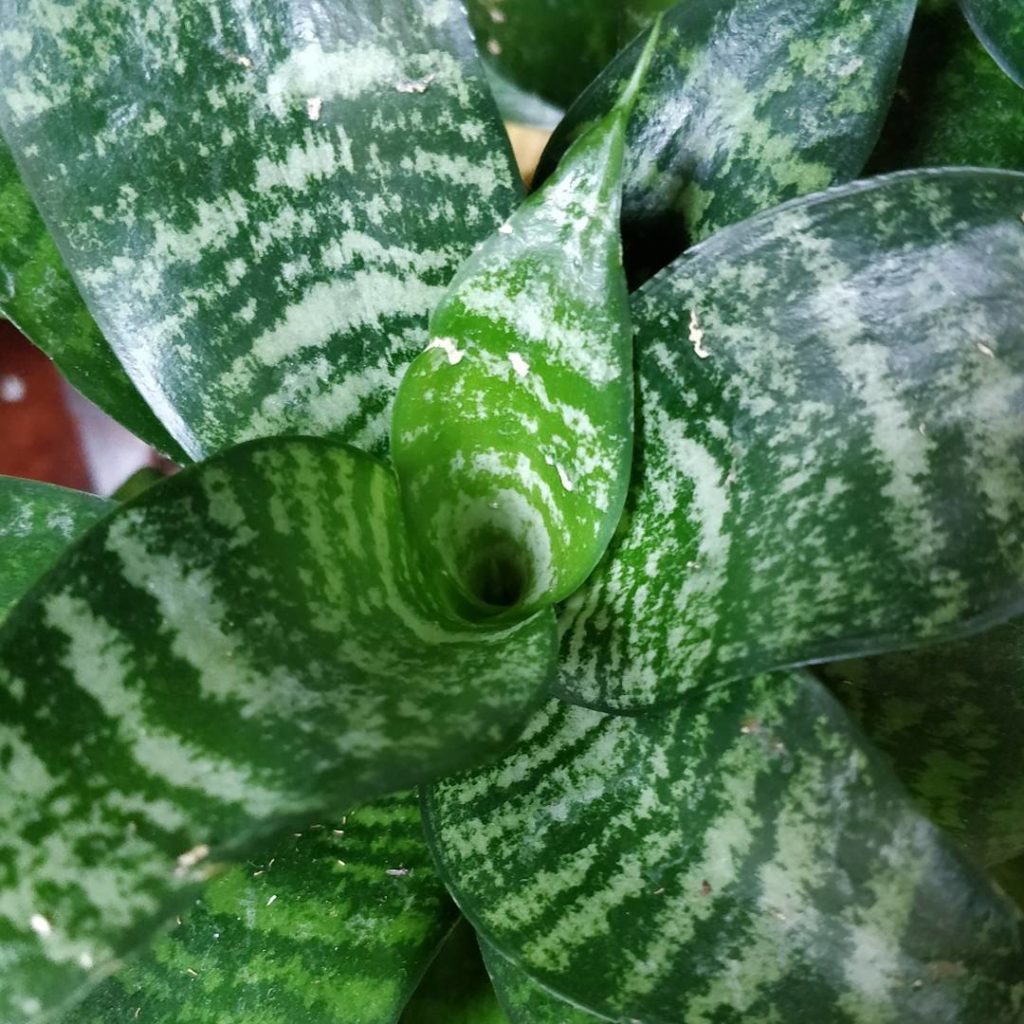 @houseplantjournal: A few closeups for #sansevieriasunday – names: Hahnii, masoniana (“whale fin”), …