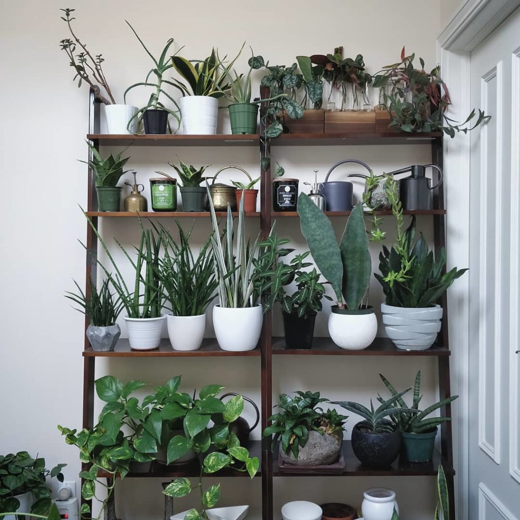 @houseplantjournal: #sansevieriasunday – current status of the plant ladder shelves. Light comes fro…