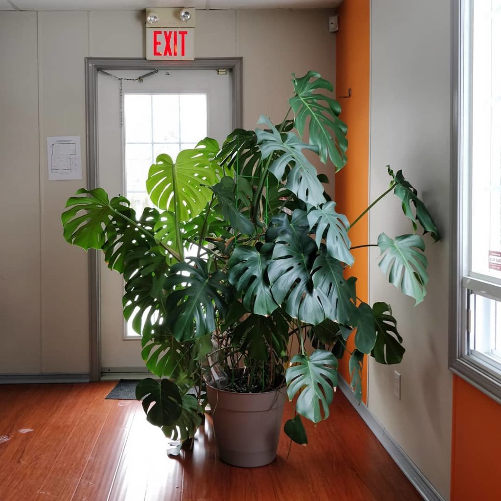 @houseplantjournal: The two faces of my monstera:
.
1) this side looks at the north facing window a…
