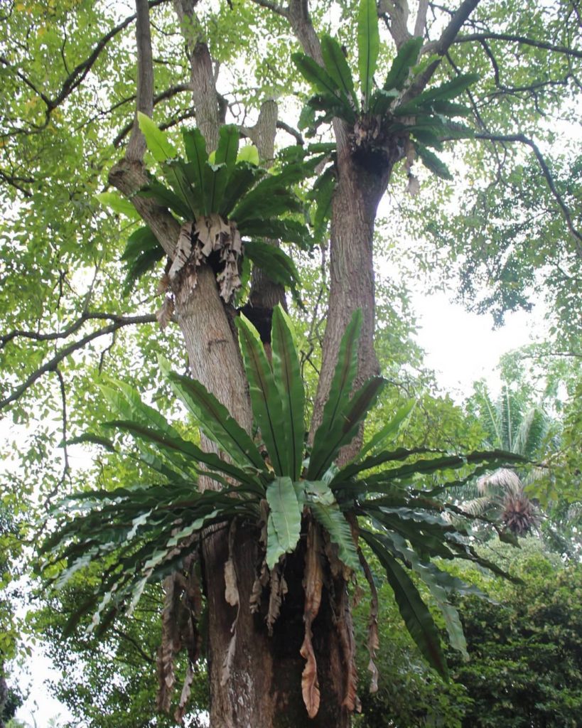 @houseplantjournal: #tbt hope to see you again, Singapore! ~where all my favourite house plants grow…
