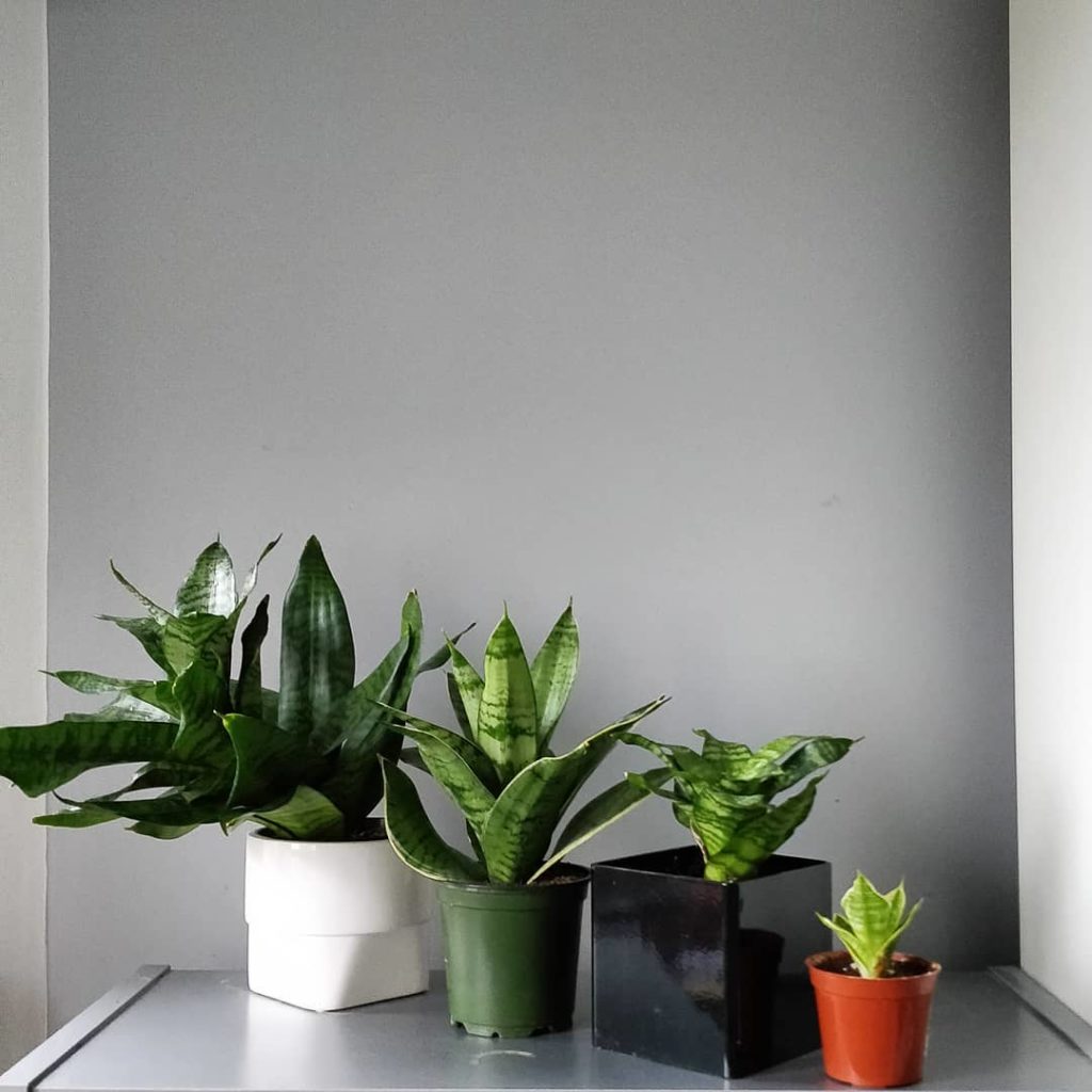 @houseplantjournal: Appreciating how plants grow will bring you more joy than simply appreciating ho…