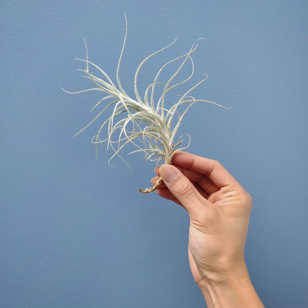 @houseplantjournal: #tillandsiatuesday here’s a Tillandsia tectorum Caulescent Form (graciously prov…
