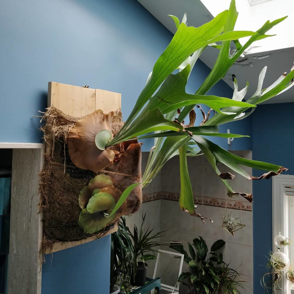 @houseplantjournal: #whatshanginwednesday – Platycerium bifurcatum (staghorn fern) – one of my favou…