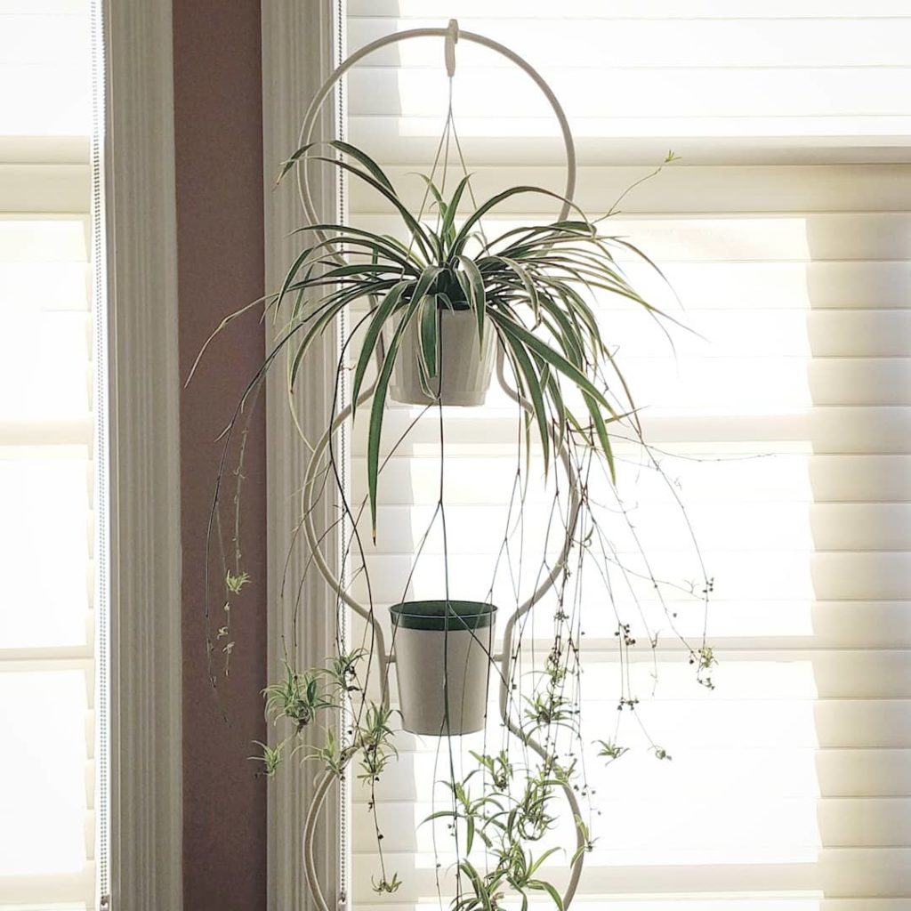 @houseplantjournal: I’m happy to have found a spider plant worthy to take residence in this @ikeacan…
