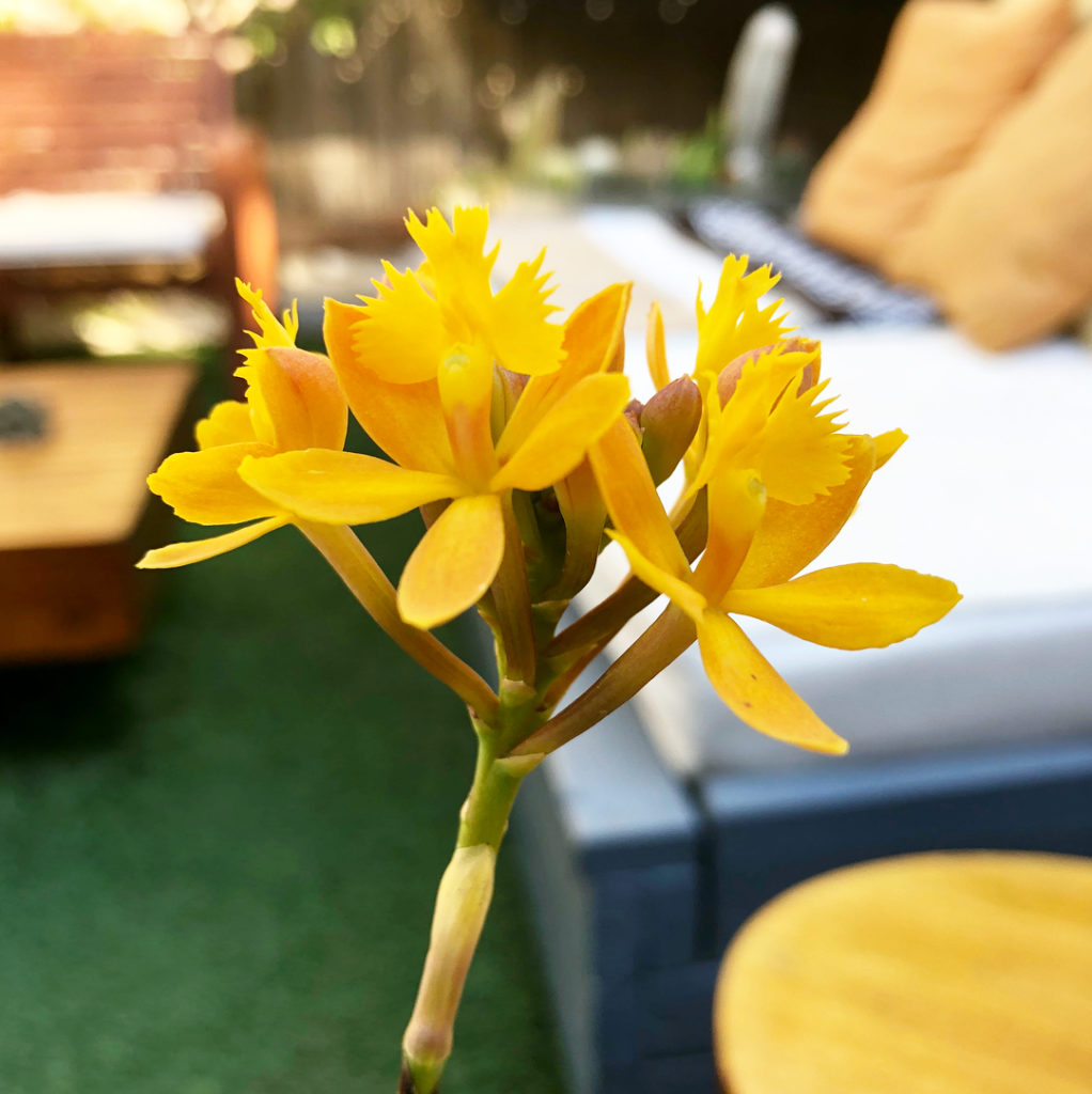 @thehorticult: Epidendrums might be the easiest of all orchids to grow (especially in coastal C…